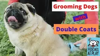 How to Groom a Dog with a Double Coat