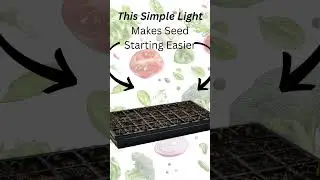 Why Your Seedlings Get Leggy Indoors  (Simple Grow Light Fix) | Gardening Hacks