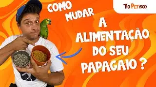 Como Ensinar Papagaio Comer Ração!