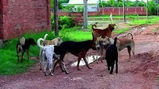 Best time  Happy love sweet time Many boy try to kiss young girl more and more
