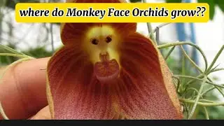 Where do MONKEY FACE ORCHIDS grow?? #amazing #flowers #orchids