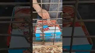shop double cheese overloaded pizza#youtubeshorts #viral #shortsfeed #trending