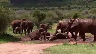 Kenya Prepares To Burn Biggest Ever Illegal Ivory Stockpile