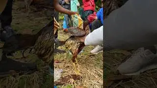 Rooster shower time #aseellovers #shortvideo #vhairalshorts #subscribe #rooster #fypシ゚viral