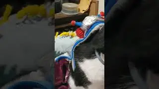 Tuxedo cat   in robot costume #tuxedocats #tuxedocat #cat #cute