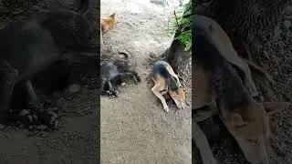 The Three Dogs#pets #doglover