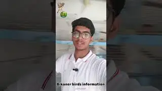 mere pyare birds😍 #bikanerbirdsinformation #birdsshorts #conurebird #newshorts #bird