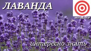 Лаванда. Интересно знать #лаванда #цветы #цветок #факты #растения #горнаялаванда #прованс #природа