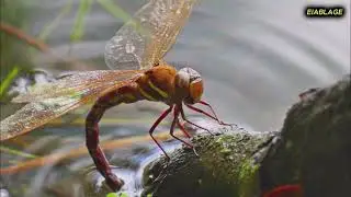 EDELLIBELLE BRAUNE MOSAIKJUNGFER TEIL 5