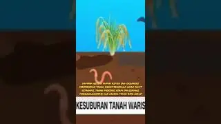WASPADA‼️DAMPAK DARI RESIDU PUPUK KIMIA (AN-ORGANIK) MENJADIKAN KESUBURAN TANAH SEMAKIN MENURUN