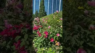 绽放的草本木槿/Hibiscus