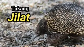 Landak  Echidna Si Mamalia Bertelur | Tachyglossidae