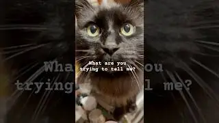 Learning Catonese.  #cat #catlanguage #viral #viralvideo #shook #walkingcat