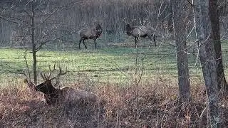 Elk Playing Around - Part 2