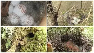 bird nesting walk, good finds