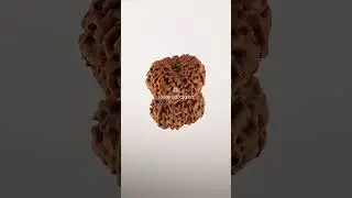 12 Mukhi Rudraksha 23.20 mm Java Bead | Grade A Collector Genuine Natural #12mukhi #javarudraksha