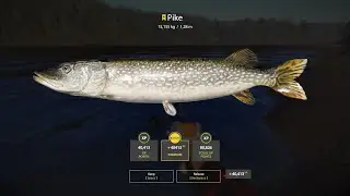 RF4 - 5x Trophy Pike on jerkbait - New Spot!