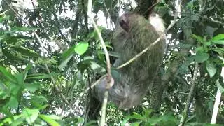 Three toed sloth: Panama