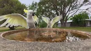 @ the bird bath. Where fine feathered friends hang out. Enjoy the sights and sounds of nature.