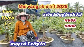 17/01/2026💥Mai vàng chơi tết 2026-siêu bông bình lợi, Cam thiên lộc ☎️0985 815 710 Lanh 