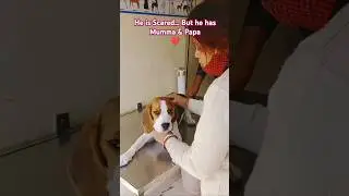 Agar tumhara sahara na milta&hellip;😢 Messi the Beagle&rsquo;s Most Emotional Moment #MessiTheBeagle #PetEmotions