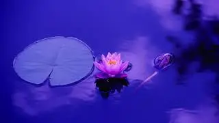 🔴 ZENZONE: Focus, Relaxing, Abundance, Manifestation Music, Calm, Meditation, Beauty, Study, Sleep