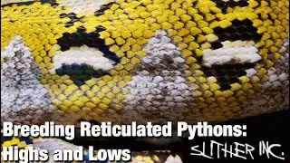HIGHS AND LOWS | Breeding Reticulated Pythons