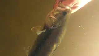 Multi-Species SLAY FEST + Underwater Releases!