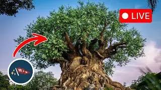 LIVE from Animal Kingdom: Animal Encounters & Jungle Adventures