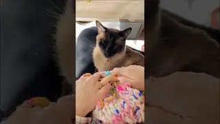 my cat loves knitting 😻🧶  #shorts #knitting #knit #knitter #yarn #catlover #cat #catvideos