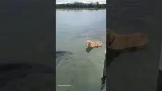 Curious Dog Gets Up Close With Seal! 🐶🦭