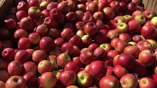 Graves Mountain Apple Harvest Festival 2017 Syria VA