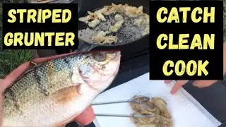 Striped Grunter Catch and Cook #catchandcook