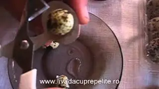 Livada cu Prepelite - Foarfeca pentru taiat oua de prepelita