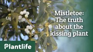 Mistletoe: The truth about the kissing plant