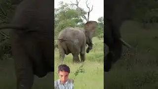 Elephants Not Save Baby From Lions By info fact News