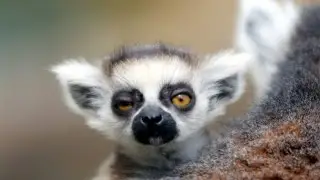 Amazing HD Lemur Photos