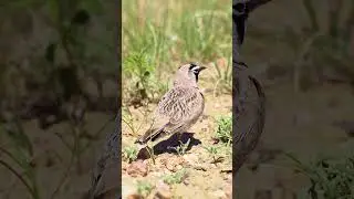 Prairie Horned Lark foraging on the ground #nature #wildlife #bird HA63305