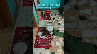naughty dog playing with cloth 🐕❤ | #dog #fun #shorts