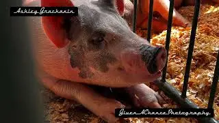 Venango County Fair 2023 (PA)