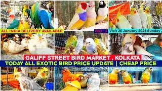 Kolkata Bird Market | Exotic Bird Price Update | Galiff Street Pet Market | 25/01/2026 