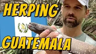 The rarest venomous beaded lizard! Herping from rainforest to dry forest!