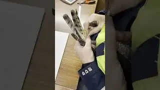 Ringmärkning av sparvhök