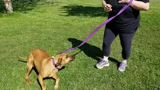 FOCCAS adoptable dog Adeline 1