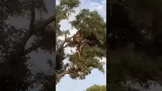 🦁🔥 Tree Battle: Lionesses vs. Leopard &ndash; Who Will Dominate?  #lionesses #wildlife #viralvideo