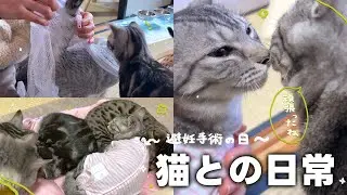 【避妊手術を頑張った日】 つやちゃんが手術を終えて無事帰ってきた後、心打たれる場面に出会いました🌼