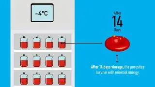 Duration of Storage Reduced Erythrocytes Profiles in Donor Blood - Video abstract [ID 276069]
