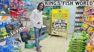 KING'S FISH WORLD PET'S HUB | FISHES & CATS & ALL TYPES OF ACCESSORIES