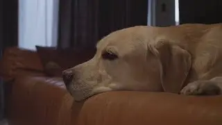 Petcube Play - Pet Camera with 1080p Video, 2-Way Audio, Night Vision