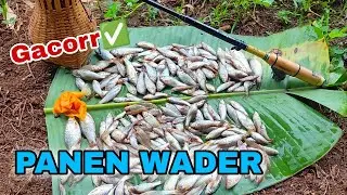 PANEN WADER CAKUL